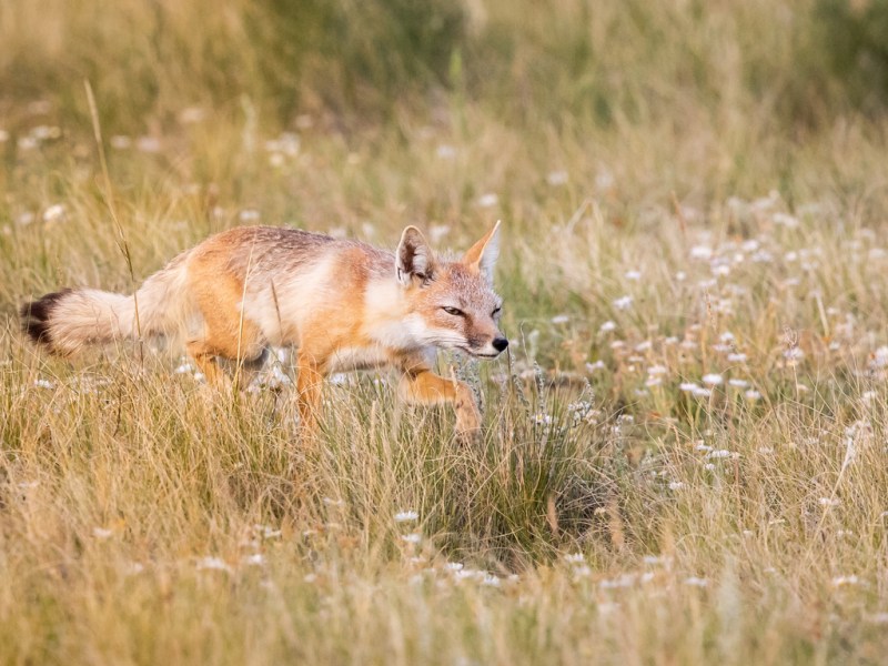 Thoughtful but Swift